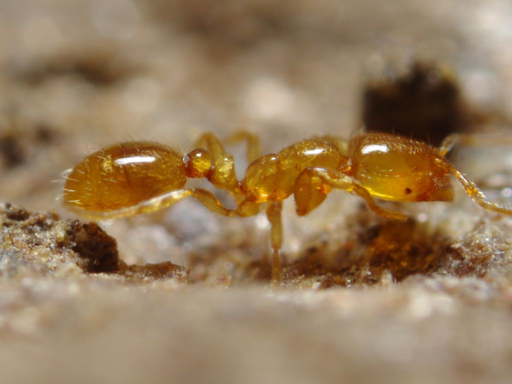 Piccola formichina, potrebbe essere Solenopsis?